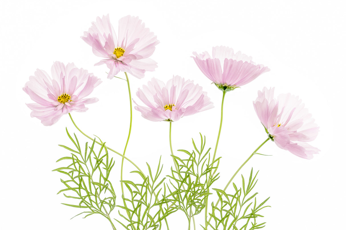Cosmos Cupcake Poster och Canvastavla