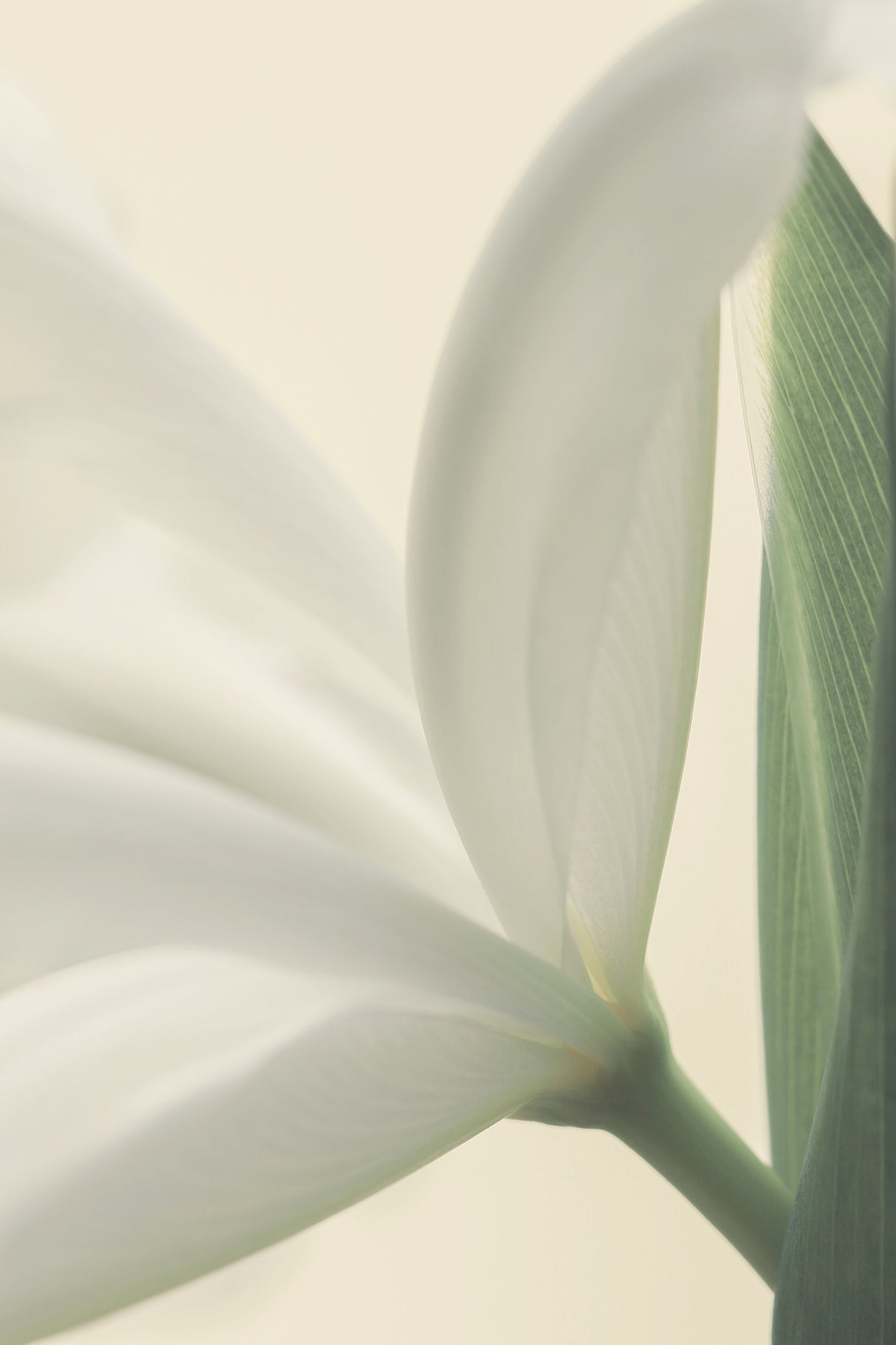 White Iris Flower Poster och Canvastavla