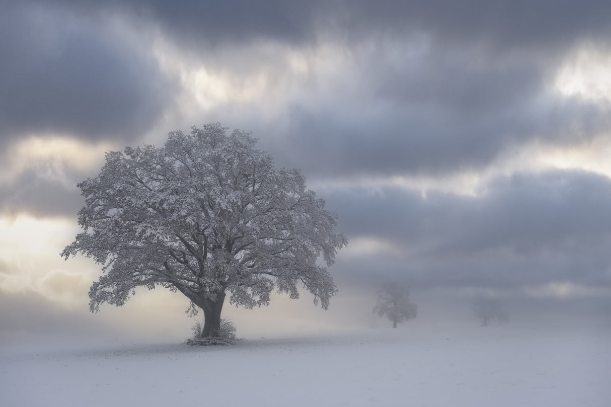 Cold morning Poster och Canvastavla