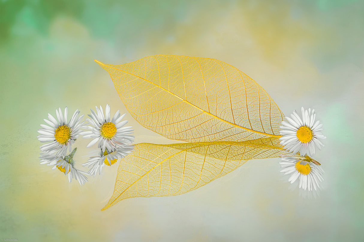 Mini Daisy Poster och Canvastavla