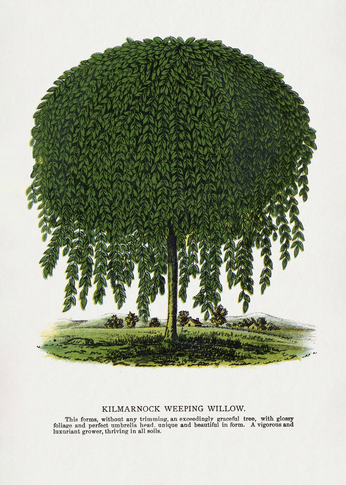 Kilmarnock Weeping Willow Tree Lithograph Poster och Canvastavla