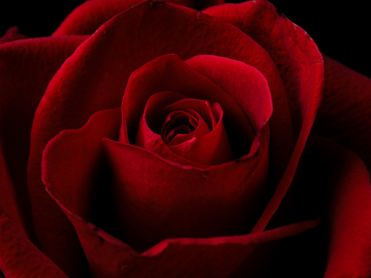 macro shot of a beautiful red rose Poster och Canvastavla