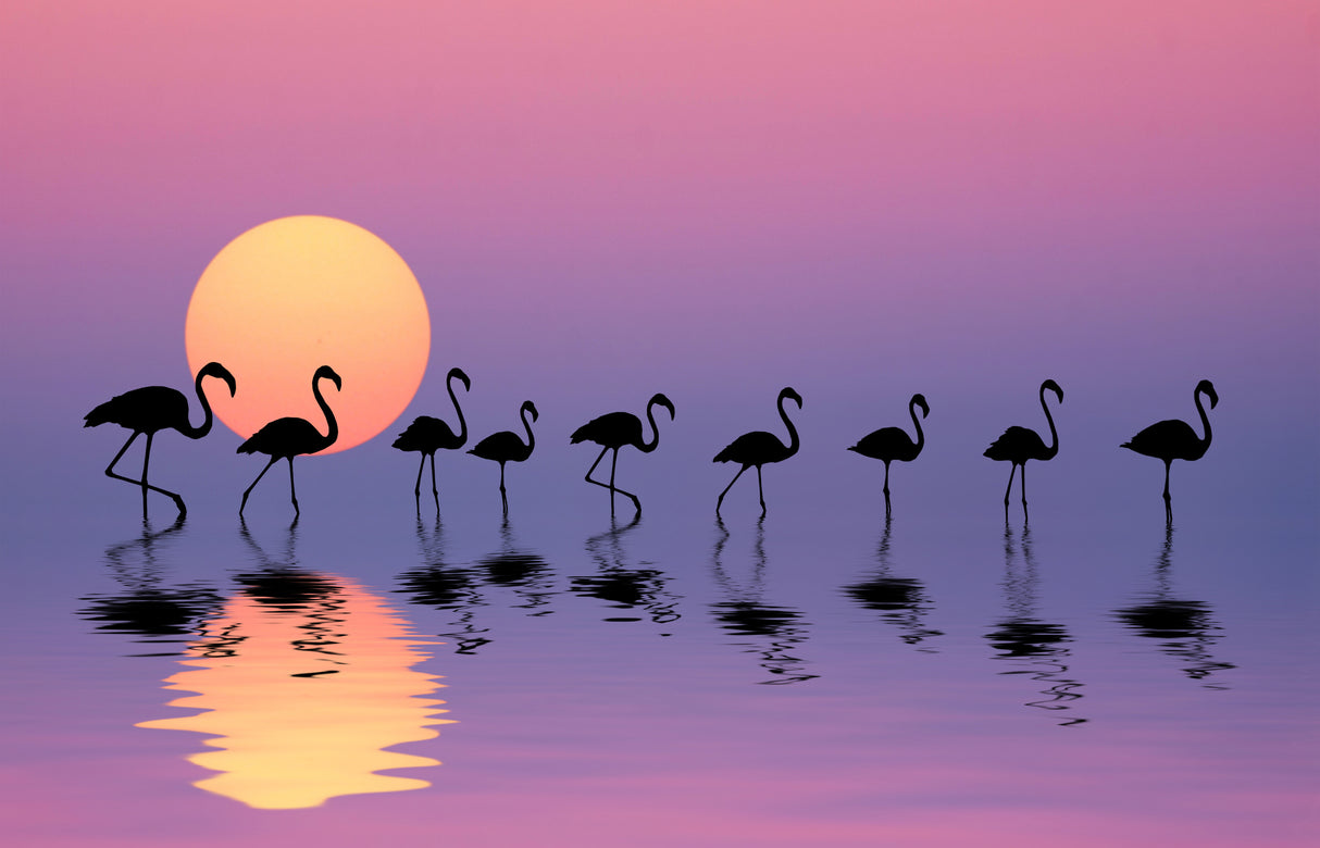 Family Flamingos Poster och Canvastavla