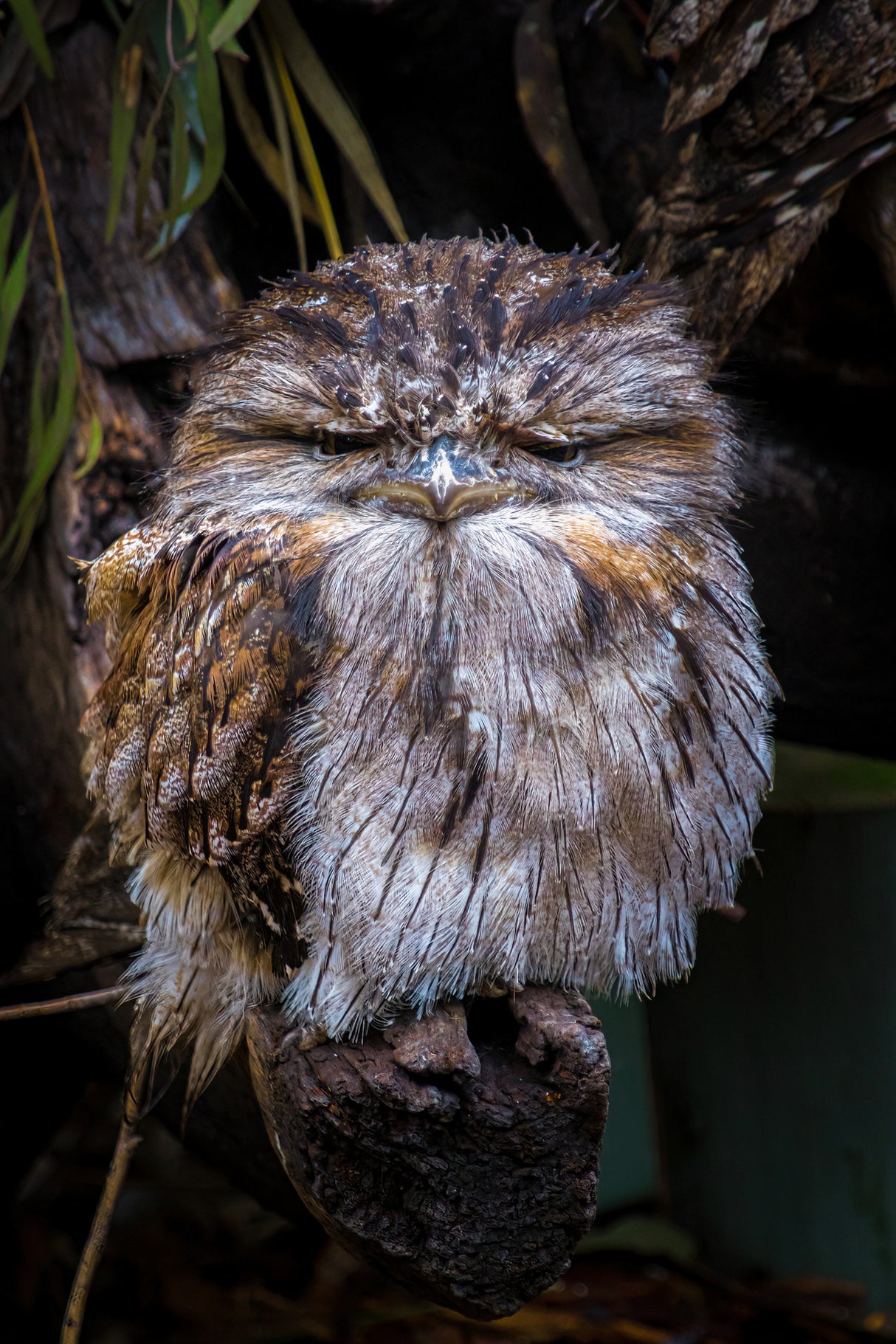 Grumpy Little Guy Poster och Canvastavla