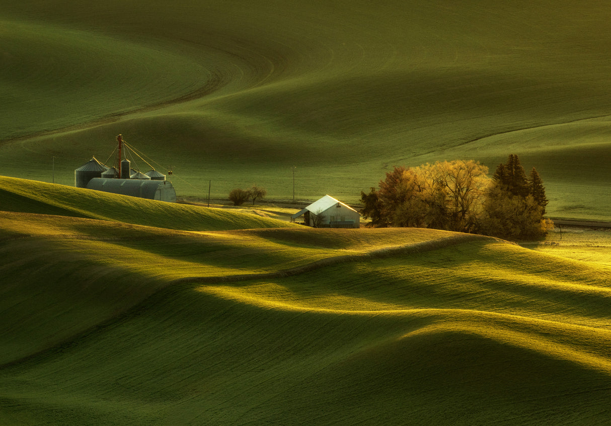 Spring Wheat Fields at Palouse Poster och Canvastavla