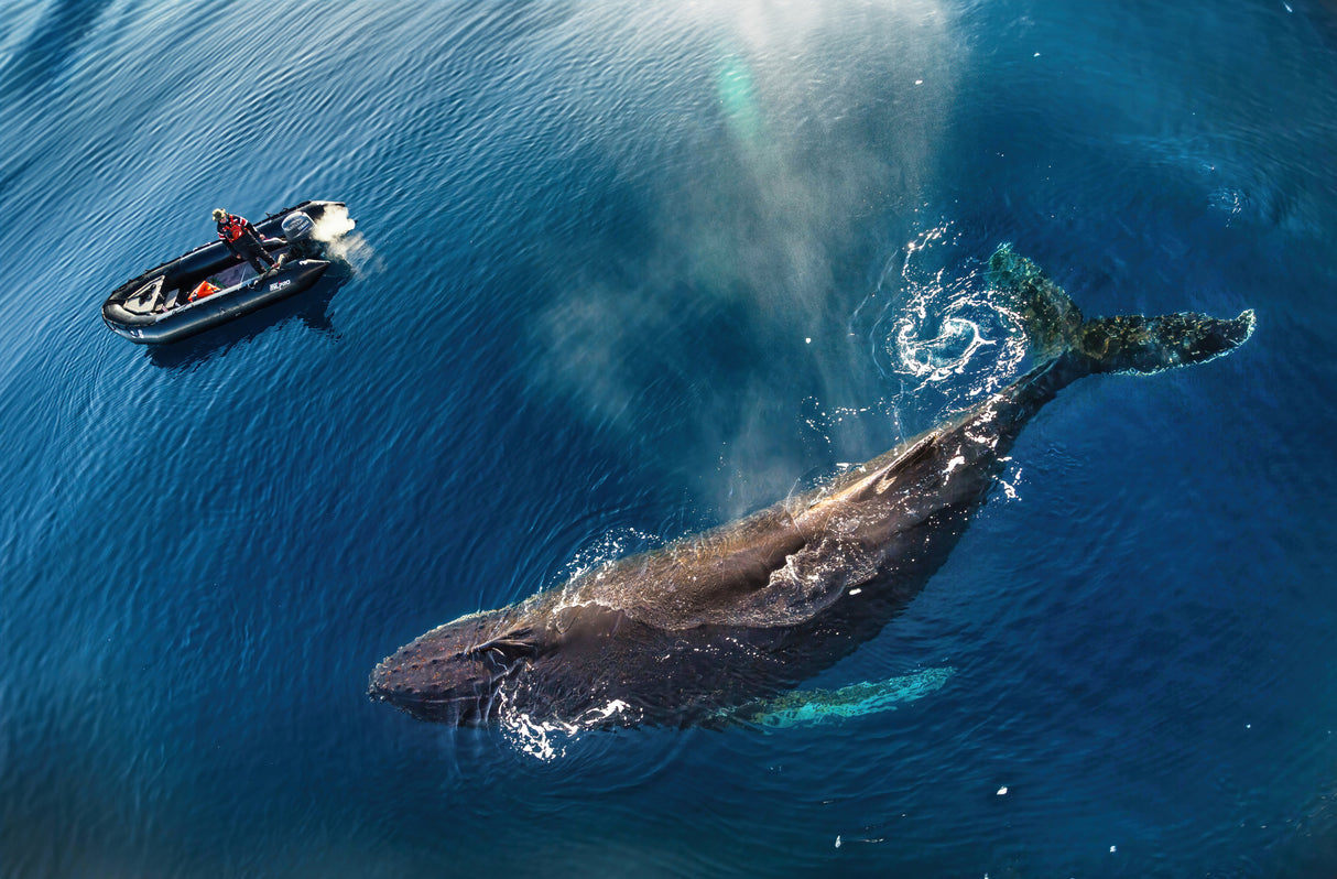 Friendly Encounter in Antarctica Poster och Canvastavla