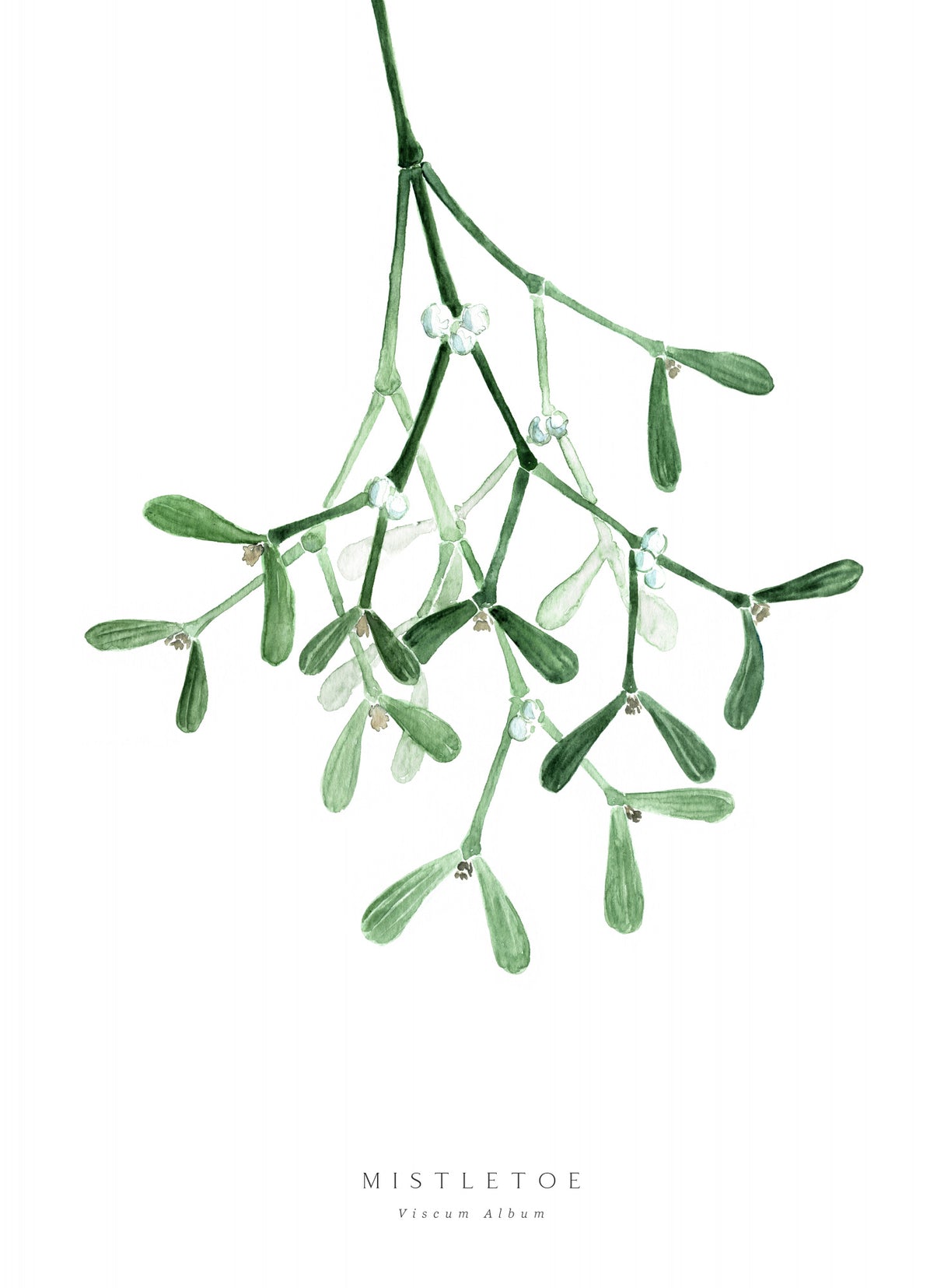 Watercolor mistletoe Poster och Canvastavla