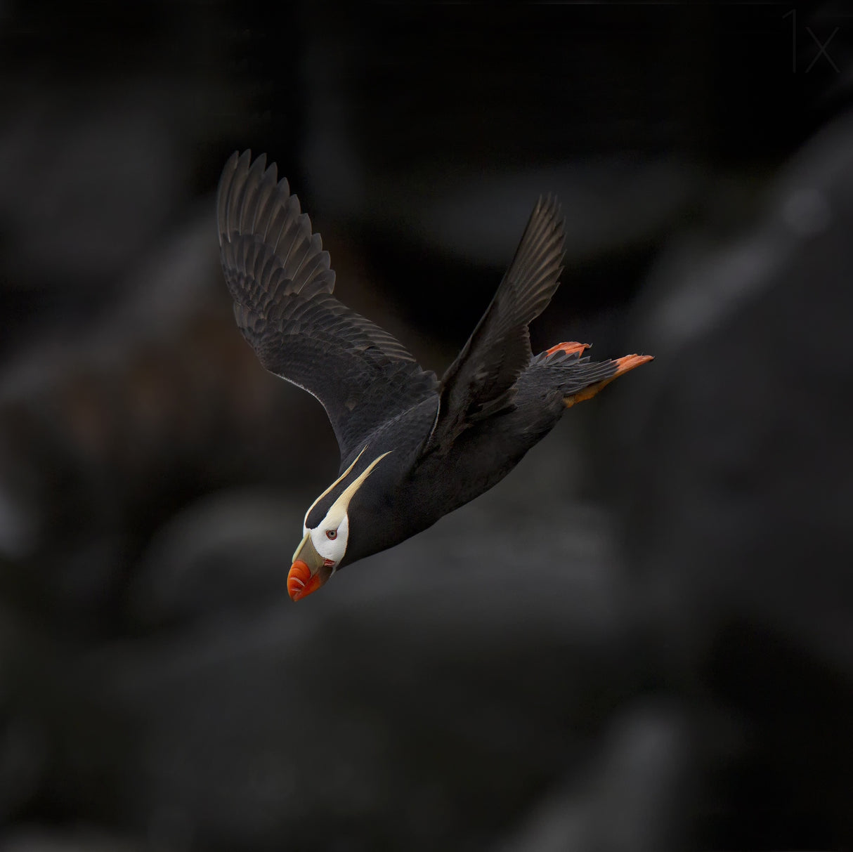 Tufted Puffin Poster och Canvastavla
