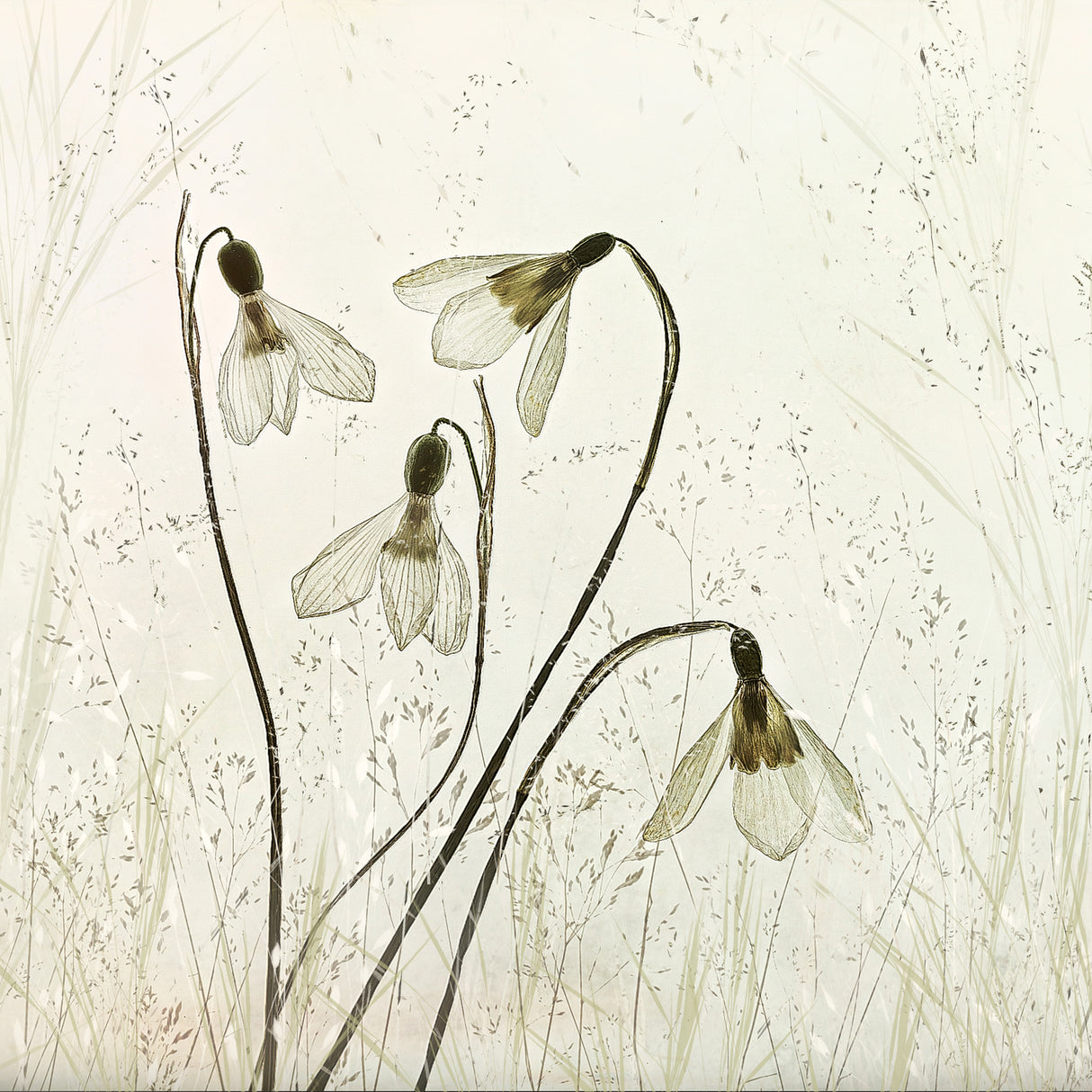 Springtime! Poster och Canvastavla