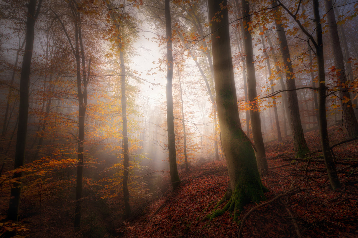 Autumn morning Poster och Canvastavla