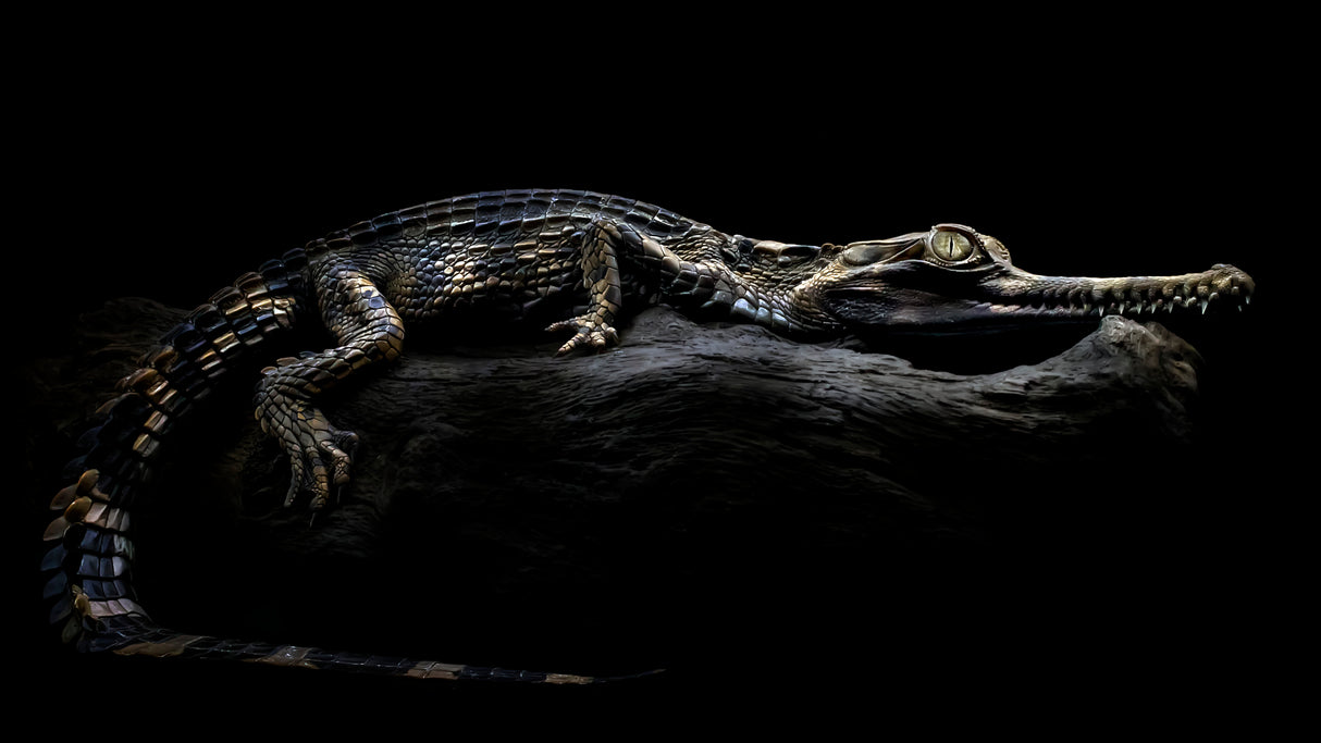 Sinyulong Crocodile Poster och Canvastavla