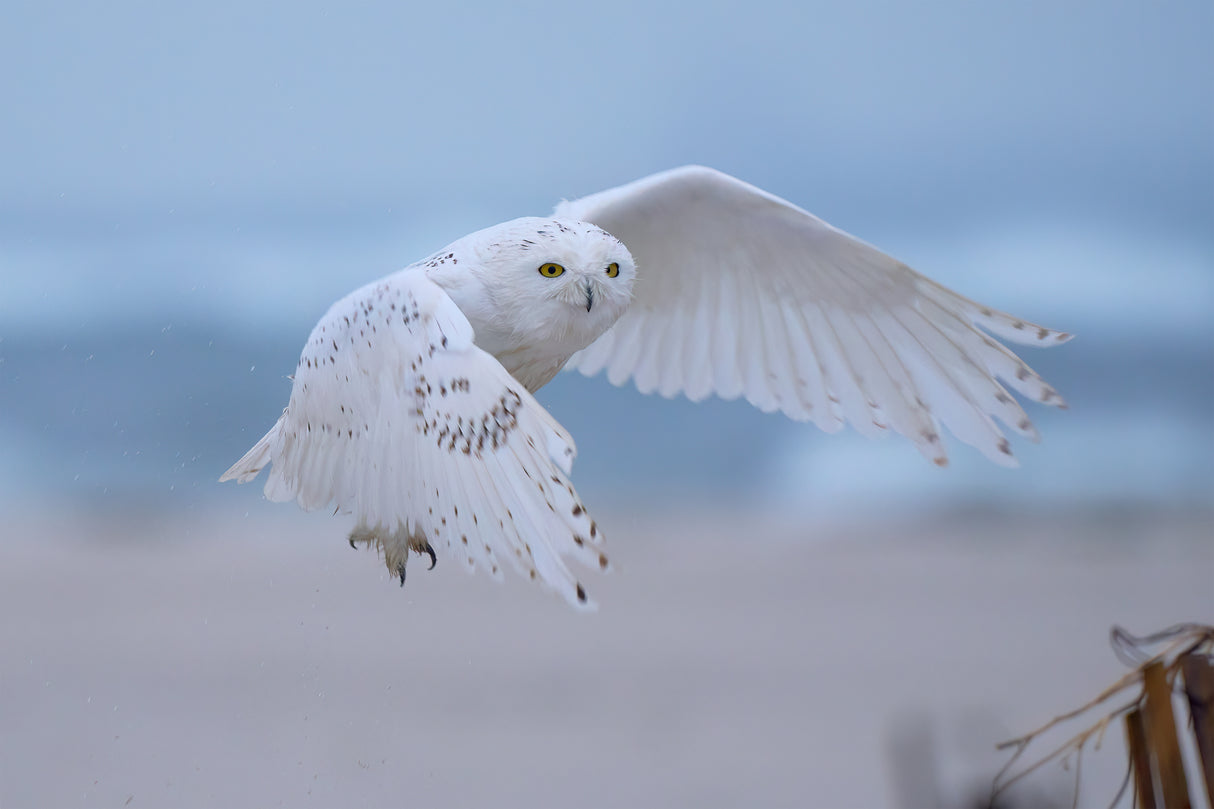 Male Snowy Owls in flight Poster och Canvastavla