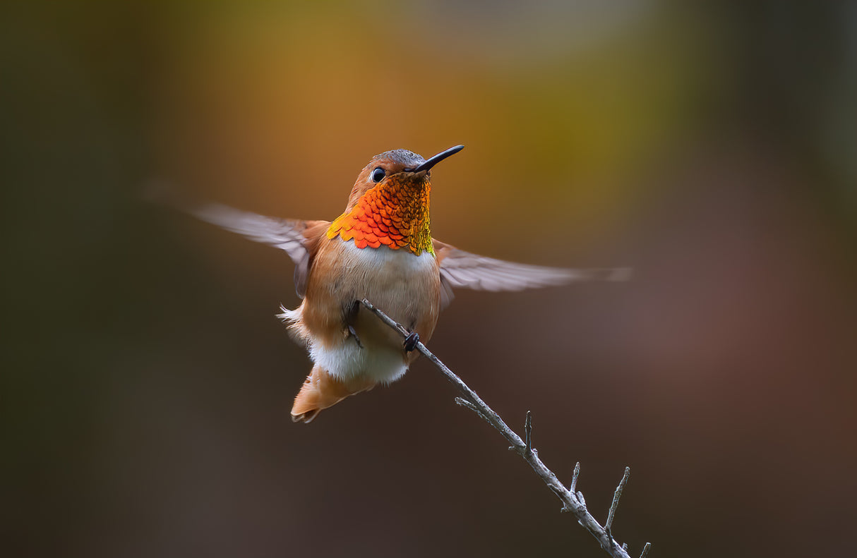Hummingbird Poster och Canvastavla