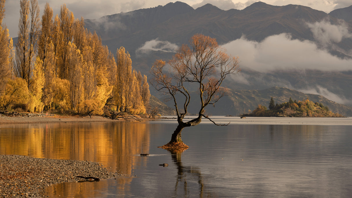 Autumn in Wanaka Poster och Canvastavla