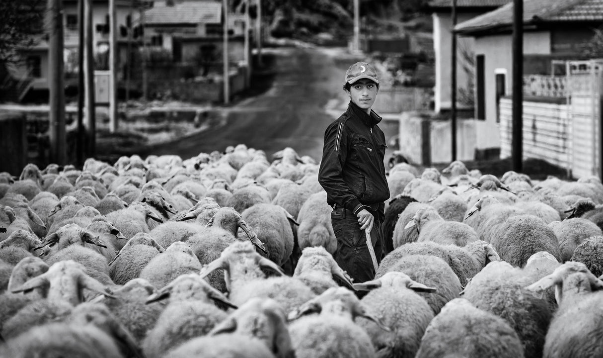 Shepherd Boy Poster och Canvastavla