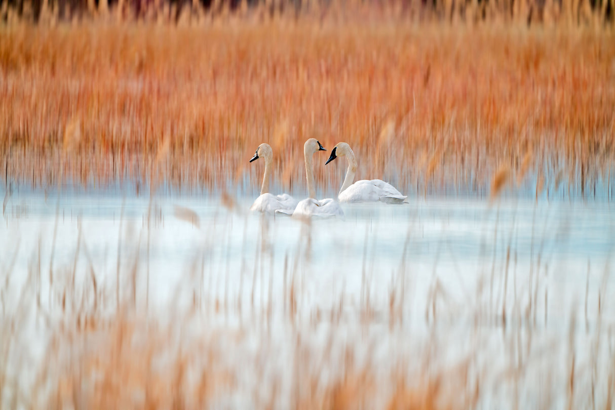 Three white swans Poster och Canvastavla