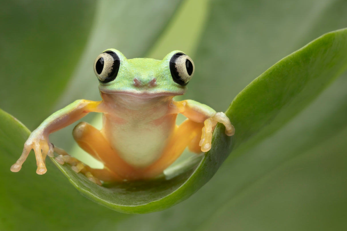 Lemur Tree Frog on a Leaf Poster och Canvastavla