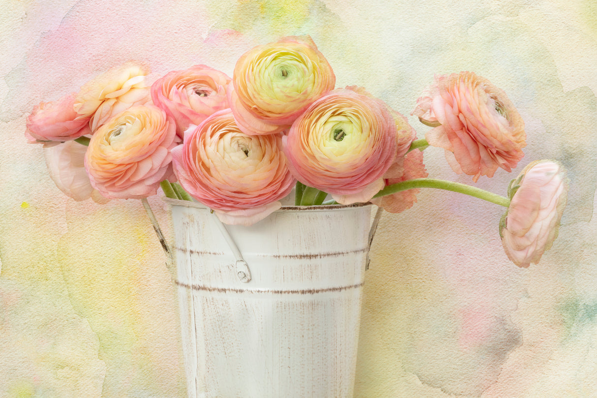 A Bucket Full of Ranunculus Flowers Poster och Canvastavla