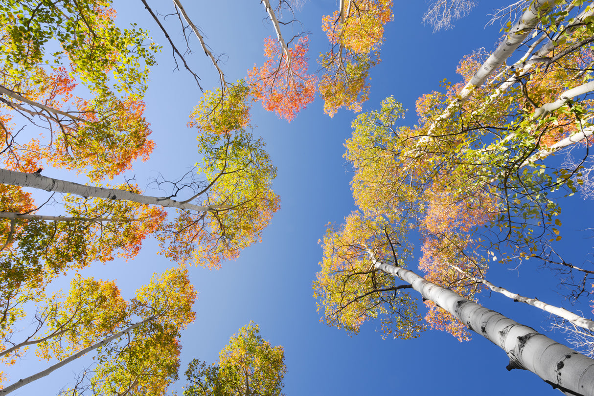 Autumn Birchs Poster och Canvastavla