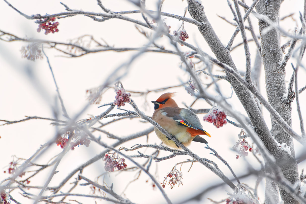 Waxwing Poster och Canvastavla