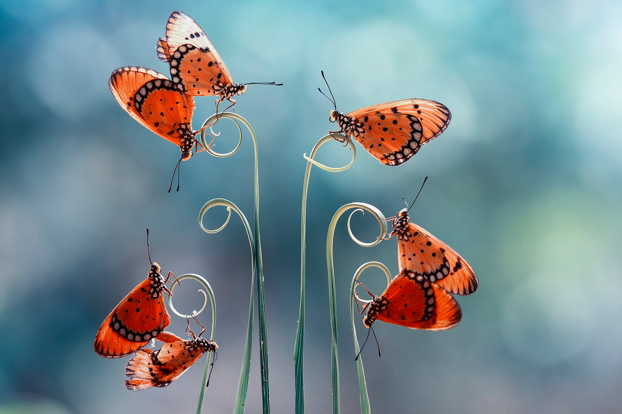 Mating Season Poster och Canvastavla