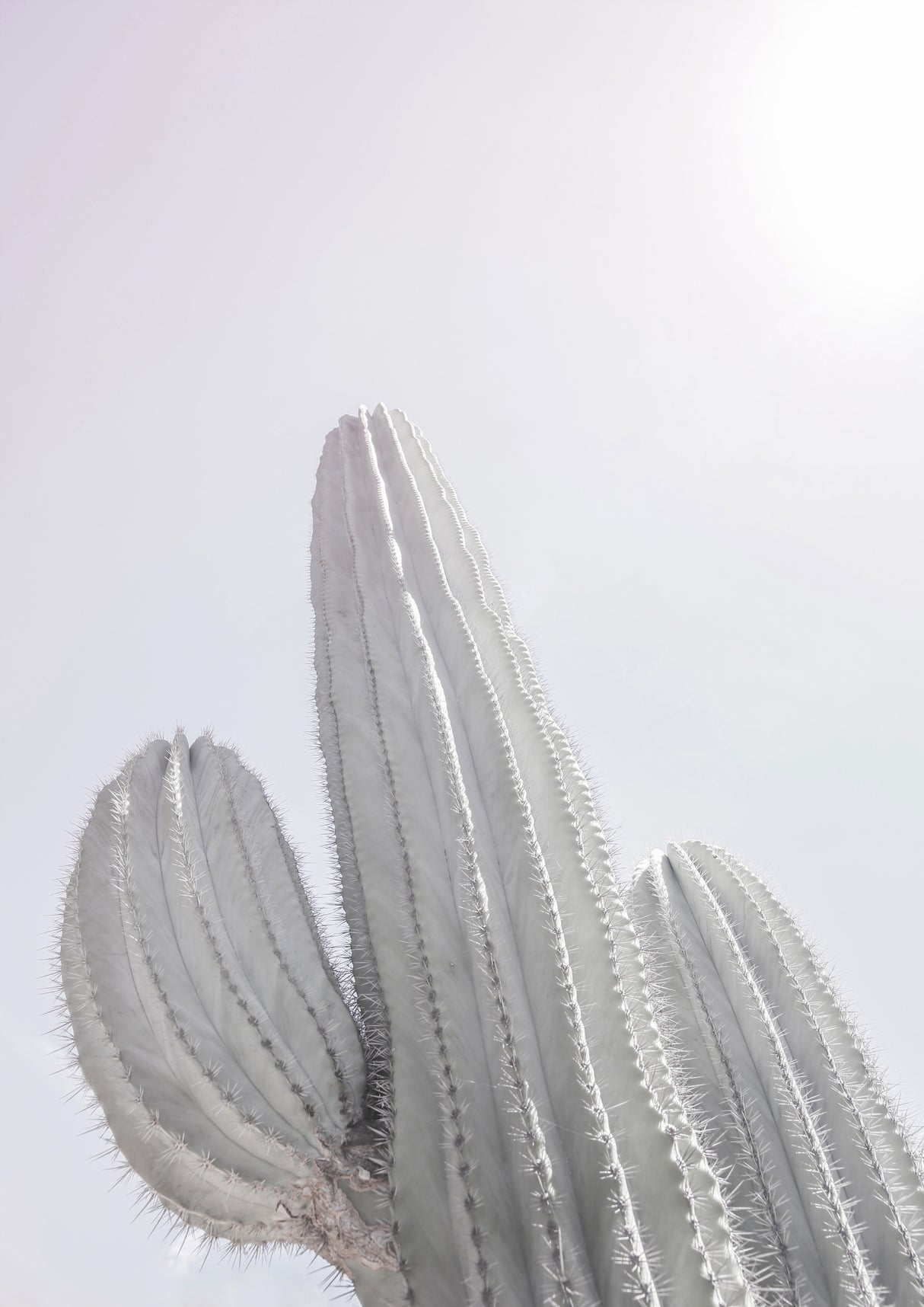 Saguaro Gk 09 Poster och Canvastavla