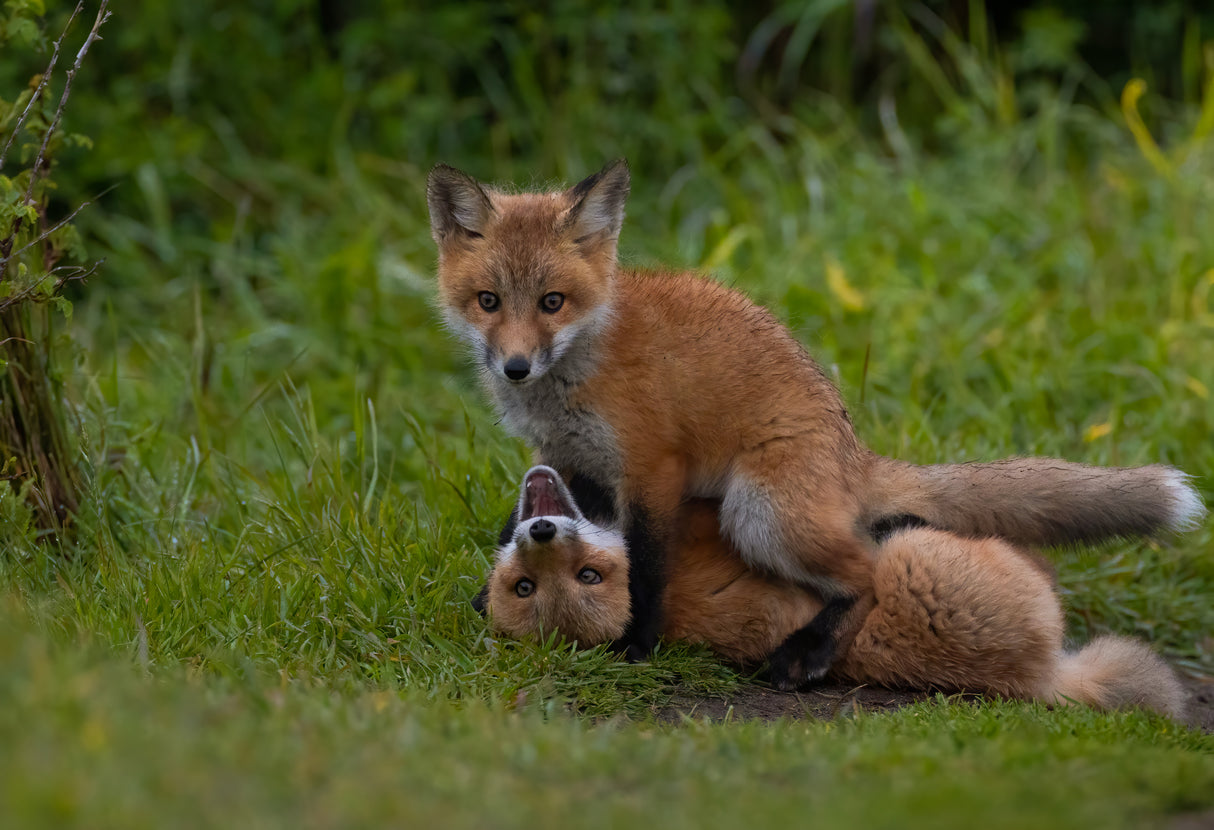 Red fox Poster och Canvastavla