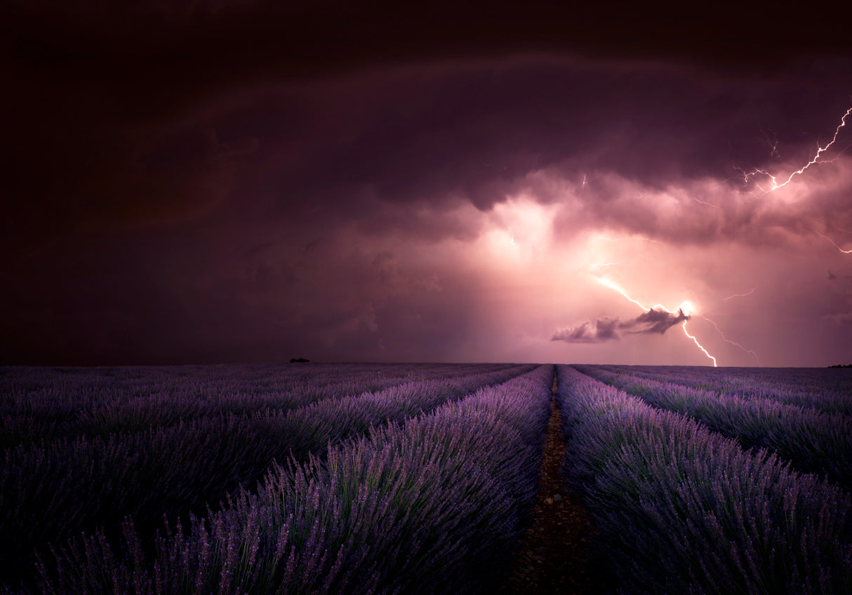Lavender fragrance Poster och Canvastavla
