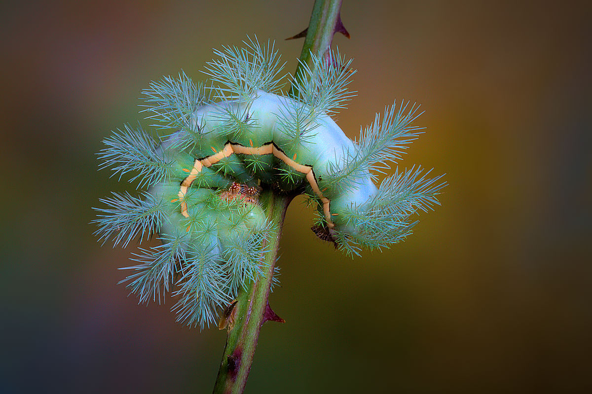 Stinging caterpillar Poster och Canvastavla
