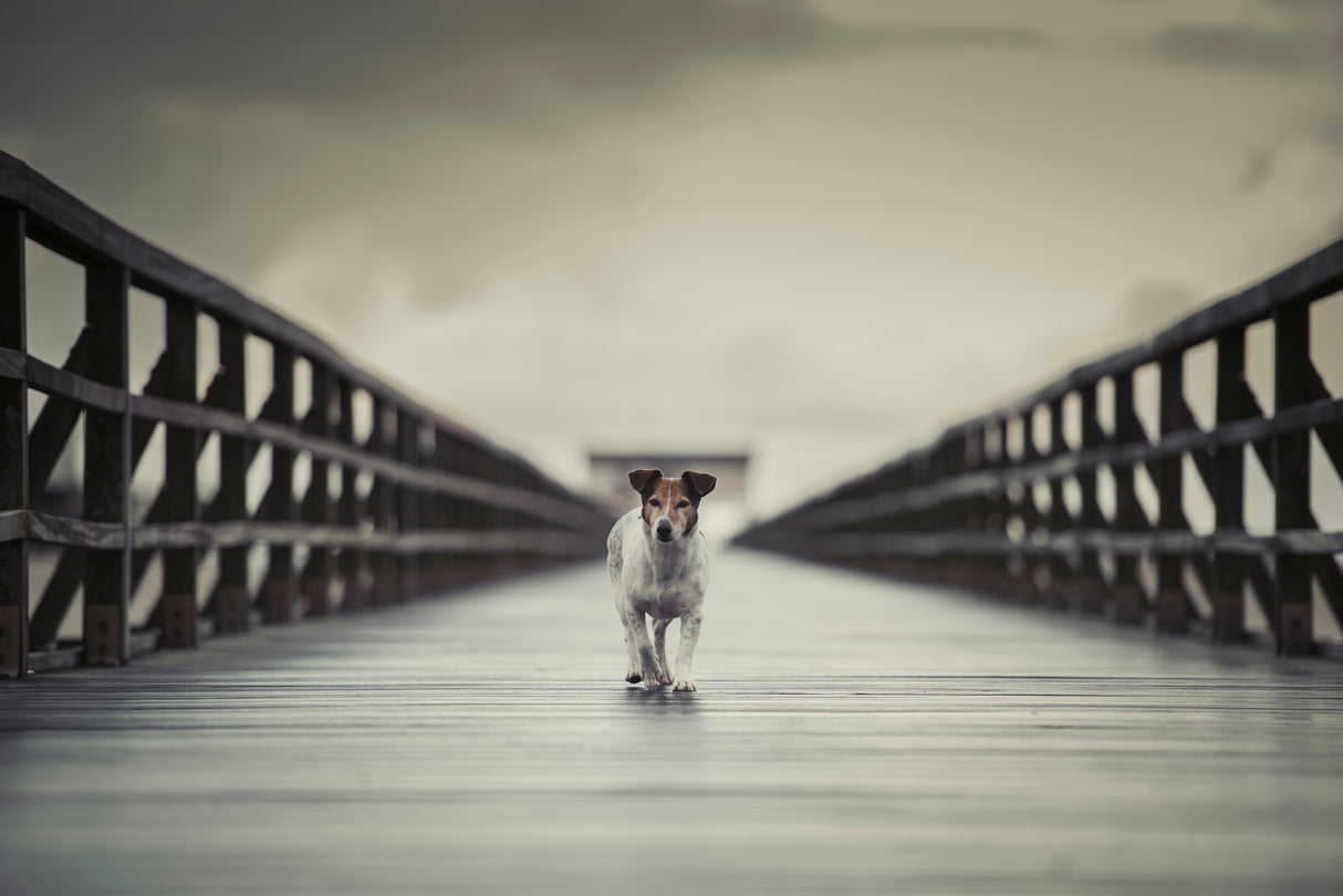 The Bridge Poster och Canvastavla