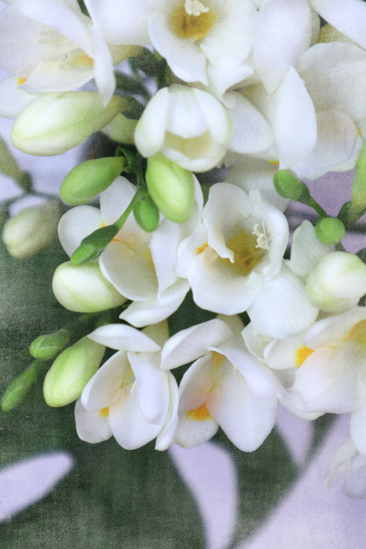 Distressed freesias I Poster och Canvastavla