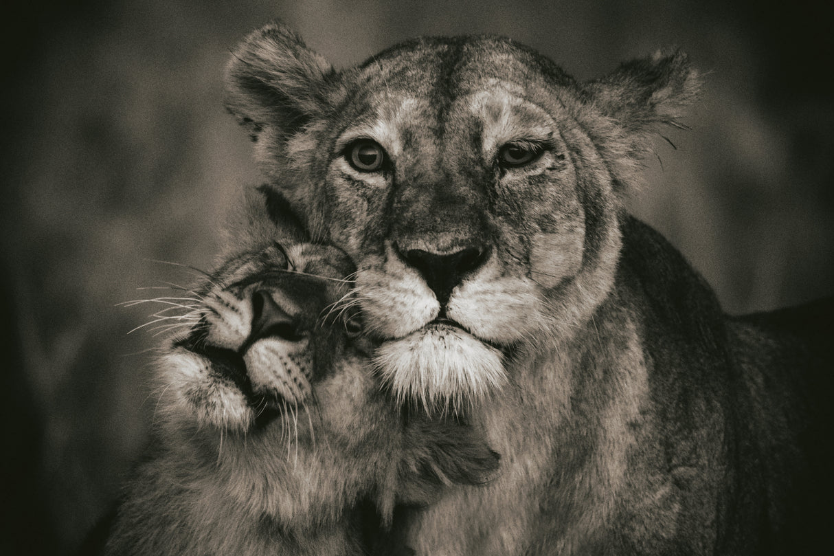 Mom Love Poster och Canvastavla