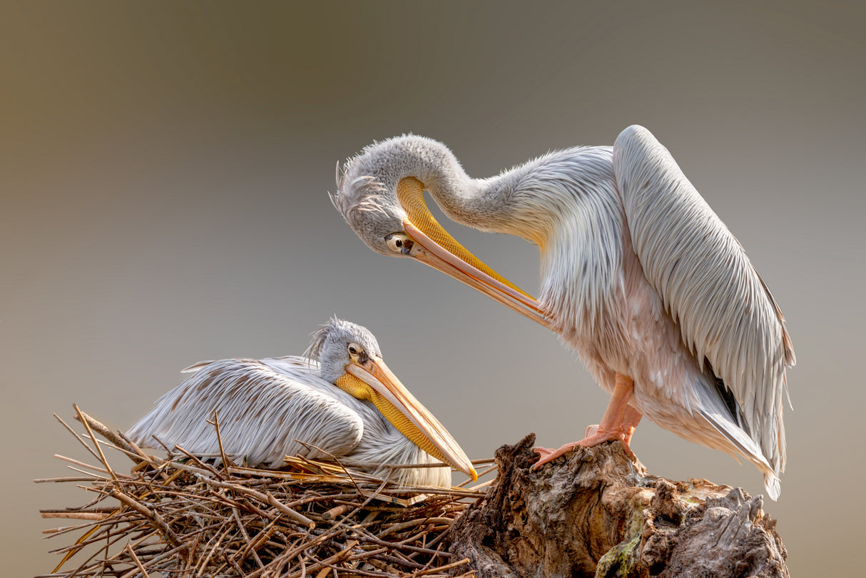 Nesting Pelican Poster och Canvastavla
