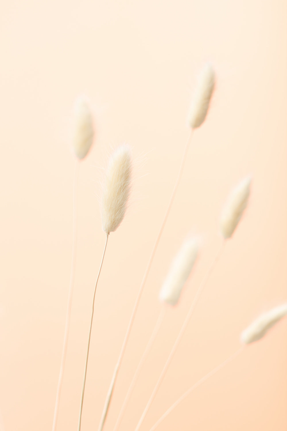Bunny Grass Peach 07 Poster och Canvastavla