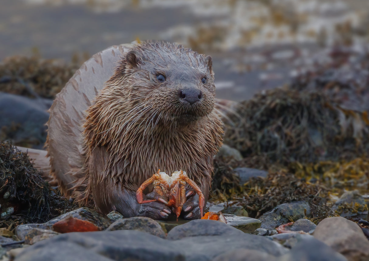 Sea Otter eating crab Poster och Canvastavla