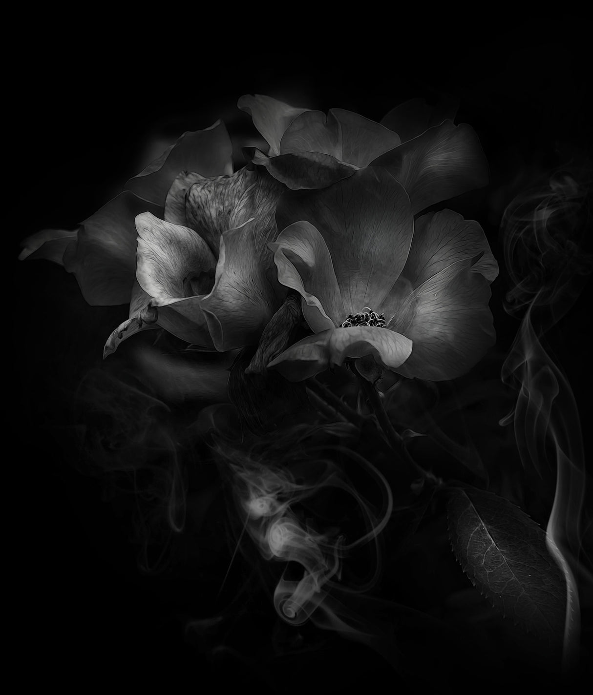 Rose Smoke Poster och Canvastavla