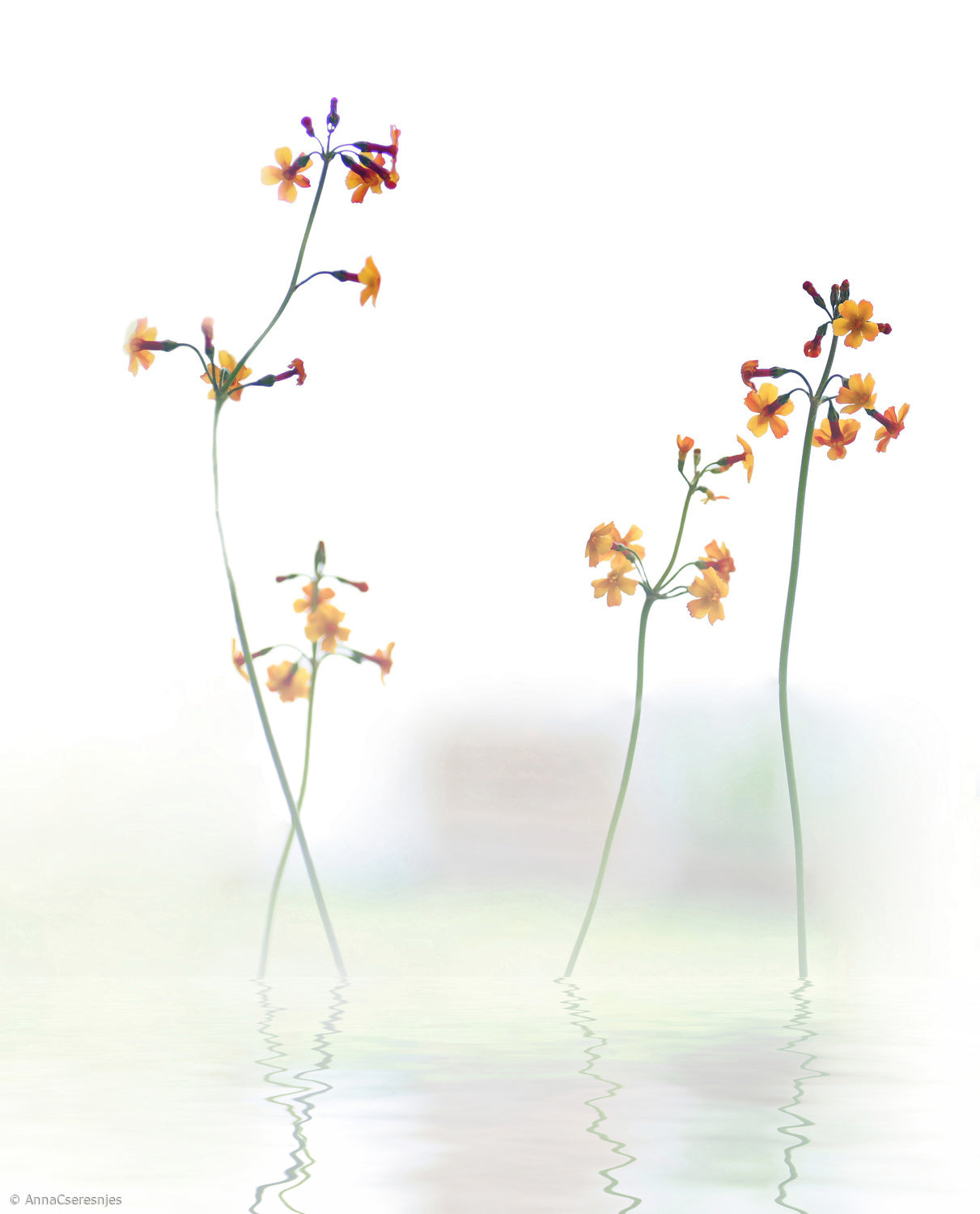 petite fleur .... Poster och Canvastavla