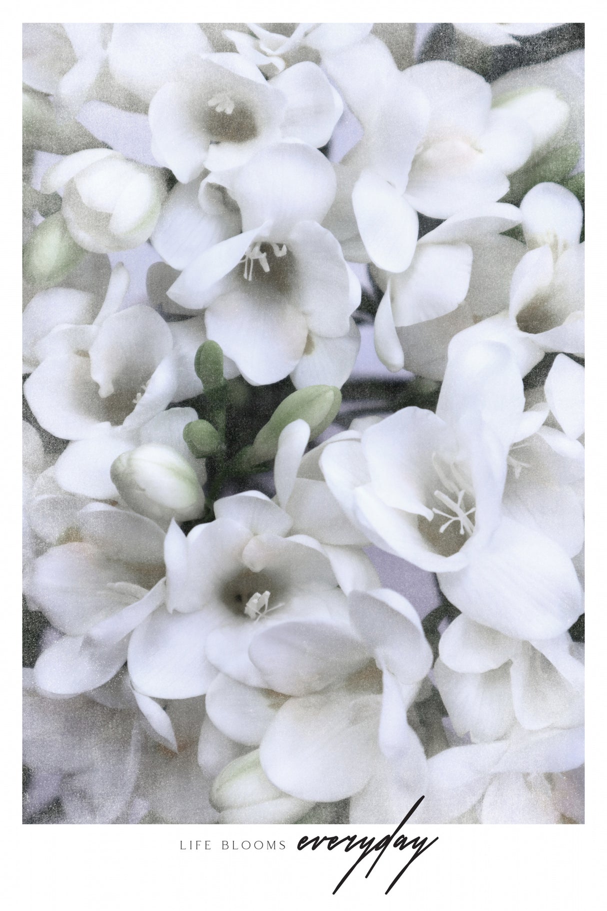 Distressed freesias II Poster och Canvastavla