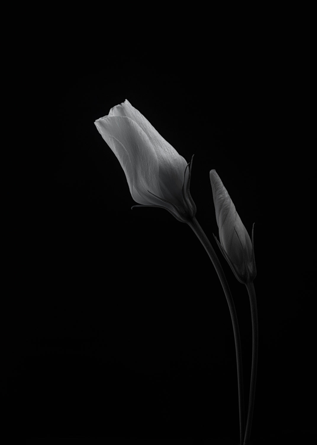 Lisianthus Poster och Canvastavla