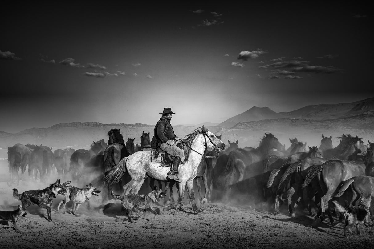 horses, dogs and shepherd Poster och Canvastavla