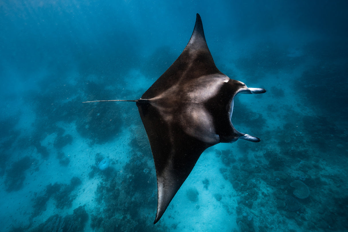 Manta fly!!! Poster och Canvastavla