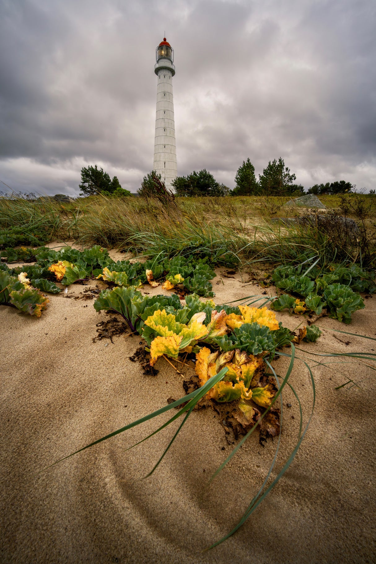 Botanical Lighthouse Poster och Canvastavla