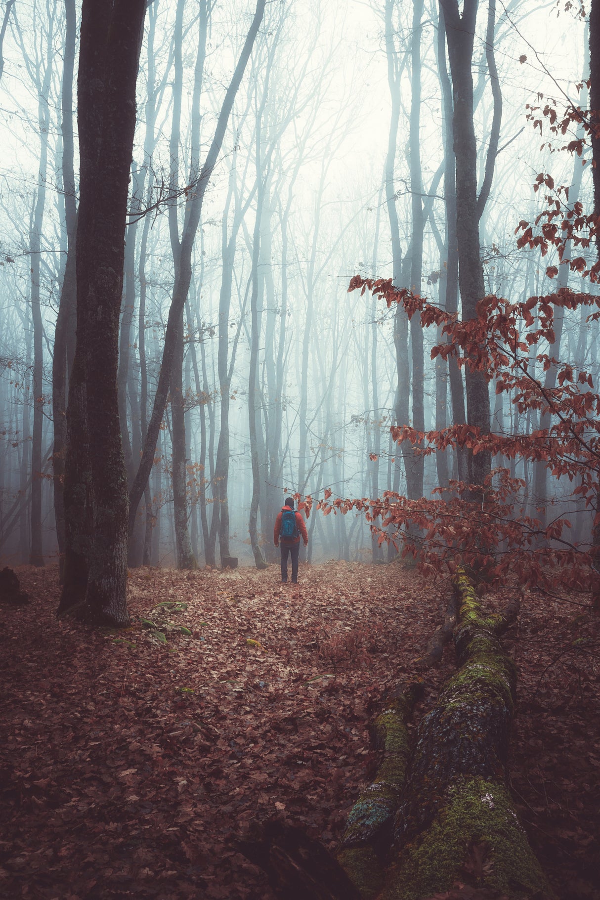 A foggy autumn morning walk through the woods forest Poster och Canvastavla