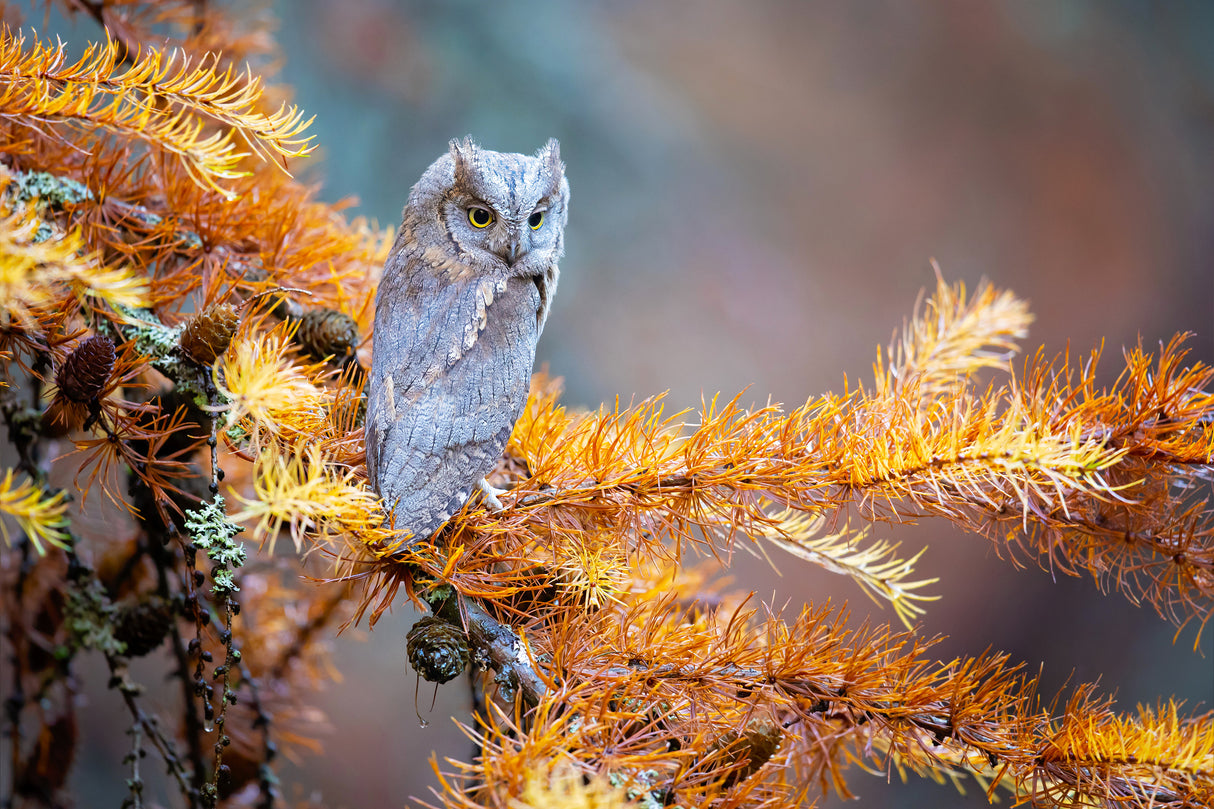Eurasian scops owl Poster och Canvastavla