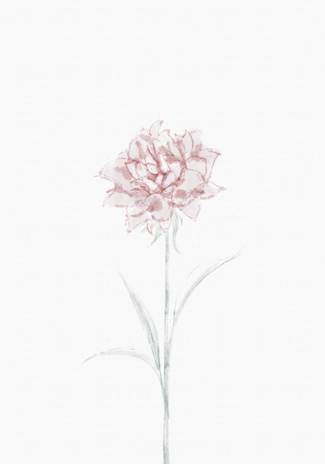 Peony 02 Poster och Canvastavla