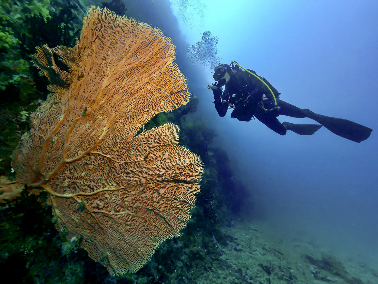 Into the deep Poster och Canvastavla