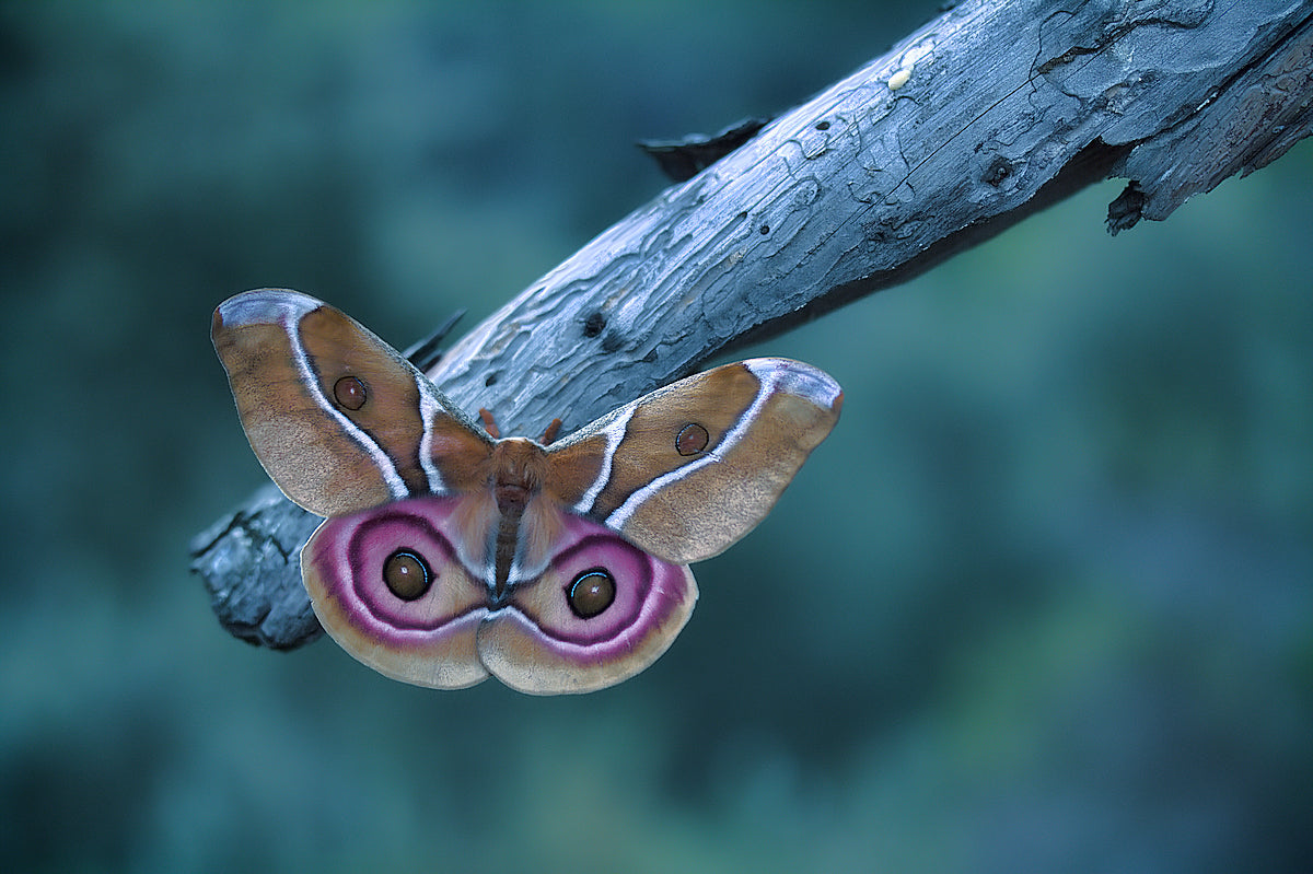 Madagascan Bullseye Moth Poster och Canvastavla