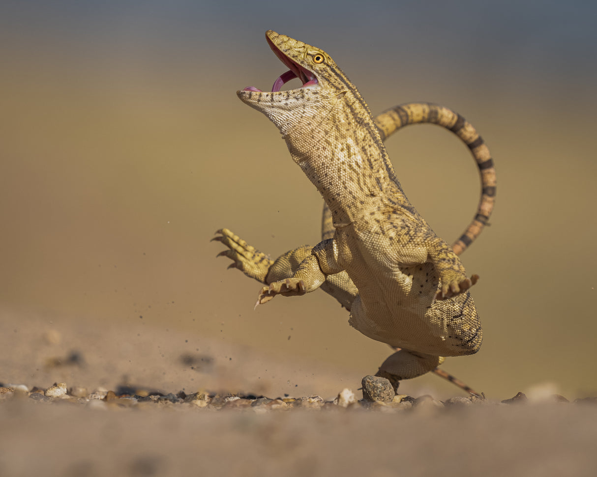 Monitor lizards Poster och Canvastavla