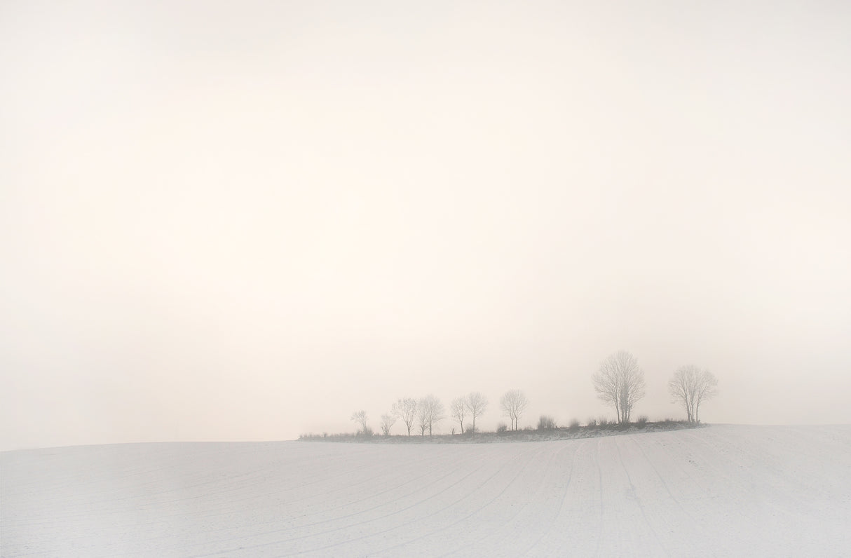 The softness of a winter morning Poster och Canvastavla
