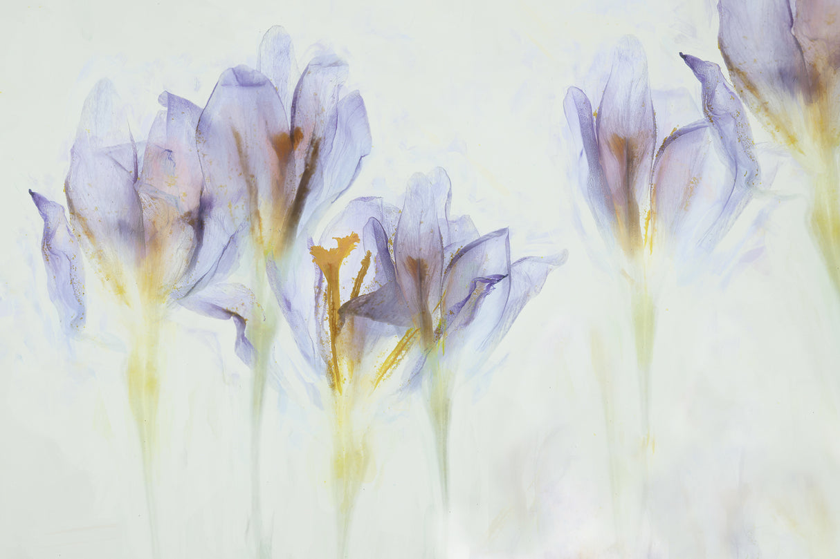 Spring Poster och Canvastavla